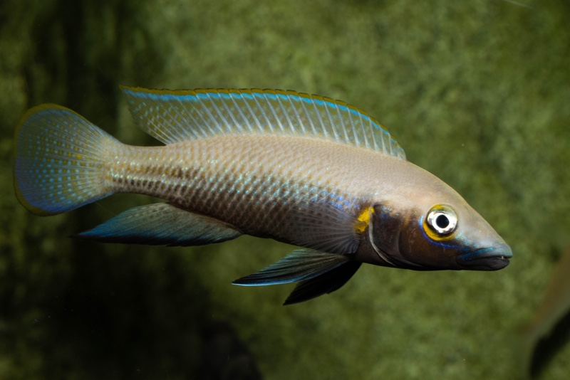 Neolamprologus nigriventris 'Kiku'